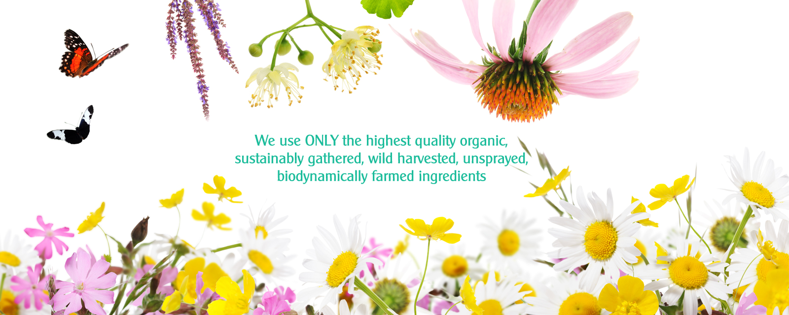 Welcome to L A R I T E L L E